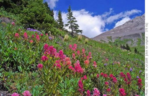 Indian paintbrush