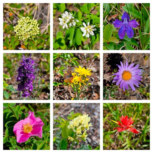 A few of the abundant wildflowers 