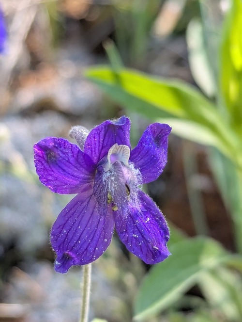 Larkspur 1 by Bill