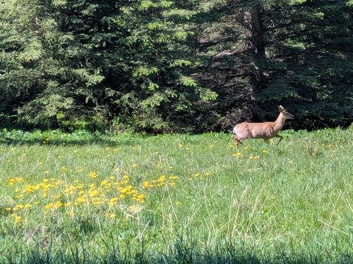 Deer by Bill