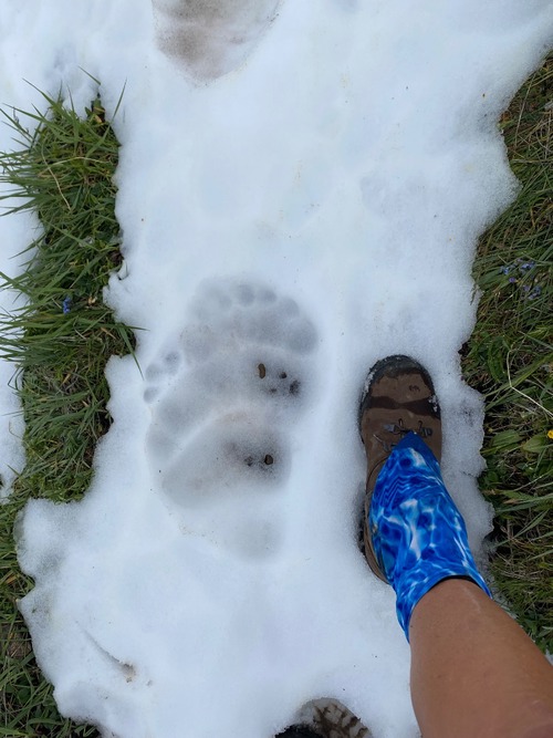 Wow, that's a big grizzly (my boot is a men's size 11.5)