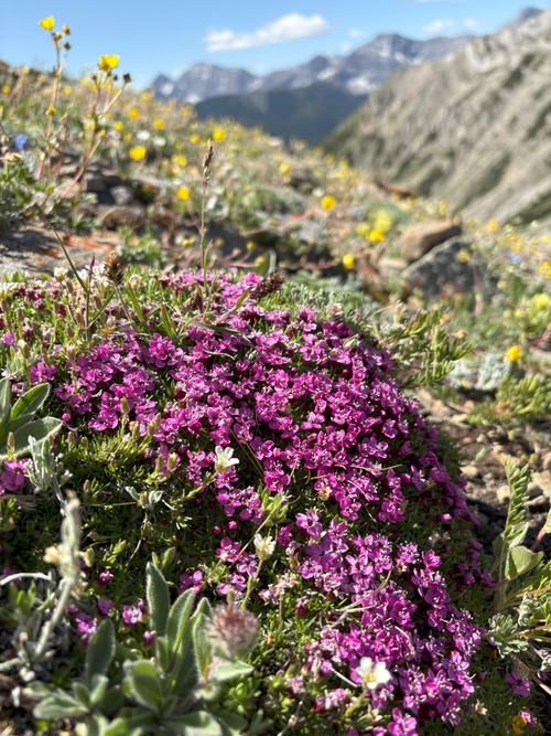 Moss Campion