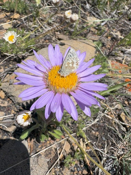 Townsendia Visitor