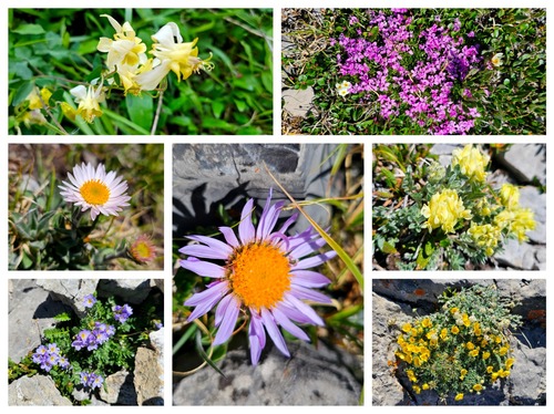 Some of the flowers on Mt. Burke.