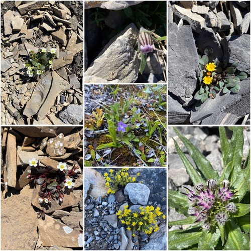 Some of the more interesting flowers, clockwise from lower left: 2 variations of alpine spring beauty, alpine lantern, dwarf alpine hawksbeard, sawwort, yellow mountain saxifrage, butterwort (centre)