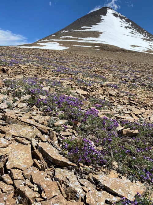 Looking up Banded Peak