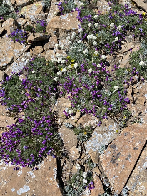 Thousands of purple locoweed