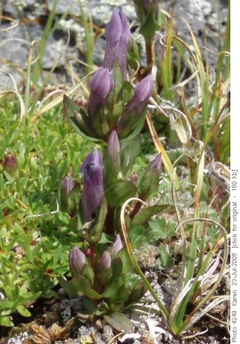 4 part Gentian