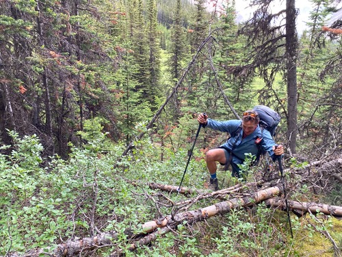 Lots of deadfall and old trees