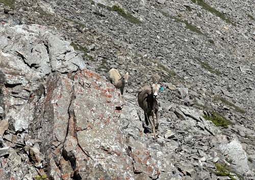 Mama and baby - mountain cuteness! Mama and baby - mountain cuteness!