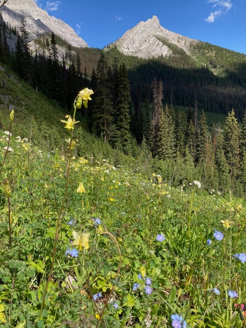Flowers along the trail on the way towards the waterfall 