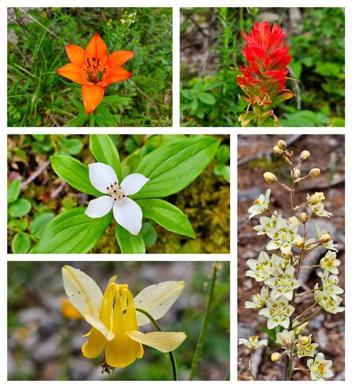 Some flowers close to the trail.
