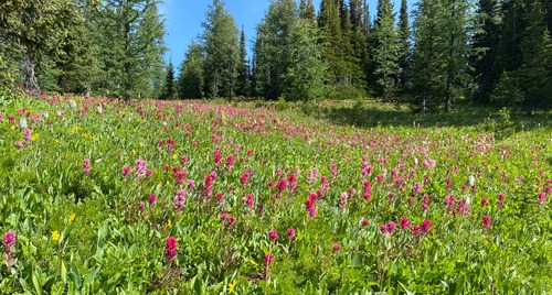 Thousands of paintbrush in peak bloom