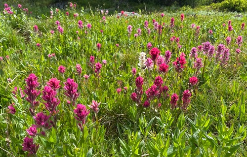 You can never take too many photos of paintbrush 