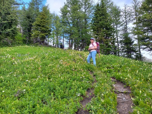 Green meadows full of wildflowers 