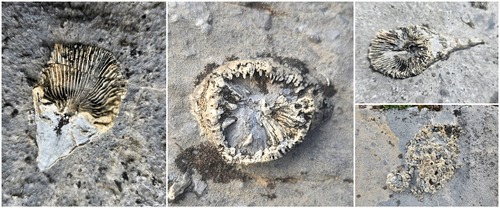 fossils (photo TL)