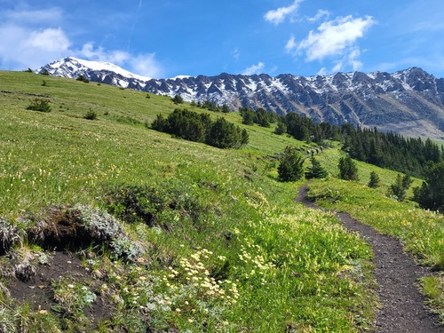 Flower filled meadows above the tree line