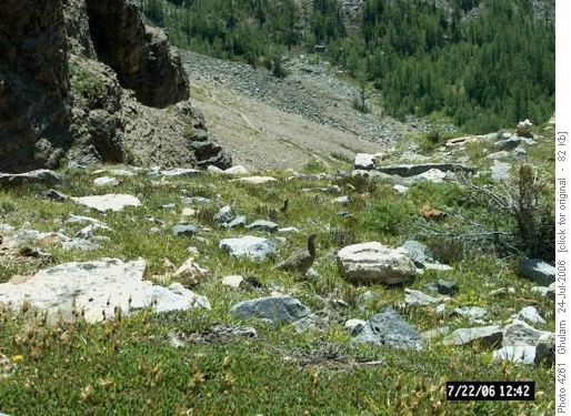 Wastach Grouse and a chick