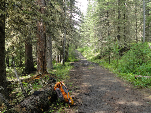 Good Gorge Creek Trail enroute to Little Ware in the Sheep River area. 
