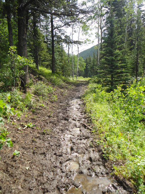 Muddy Gorge Creek Trail enroute to Little Ware in the Sheep River area. 