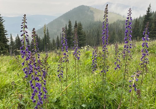 The meadows were stuffed with delphinium, camas, and many other other flowers
