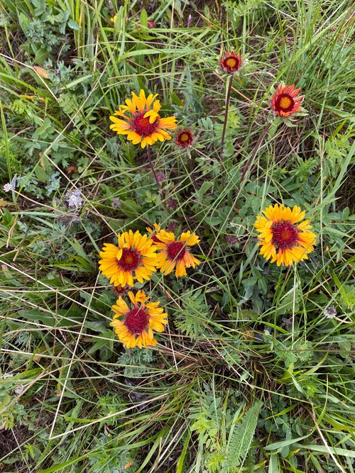 Lots of prairie flowers blooming... there was even lots of fresh prairie smoke