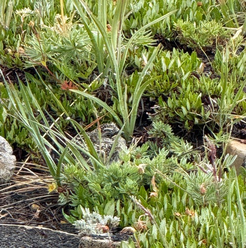 Horned Lark chick (photo by Lara)