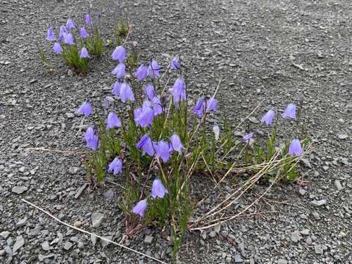 The harebells were huge