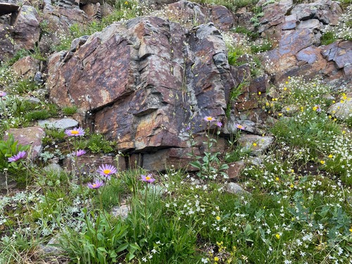 Alpine flower garden