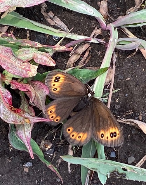 Beautiful butterfly (Common Alpine)