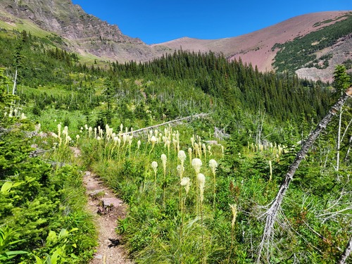 bear grass was everywhere