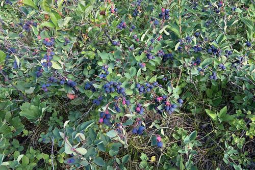 An abundance of Saskatoon berries