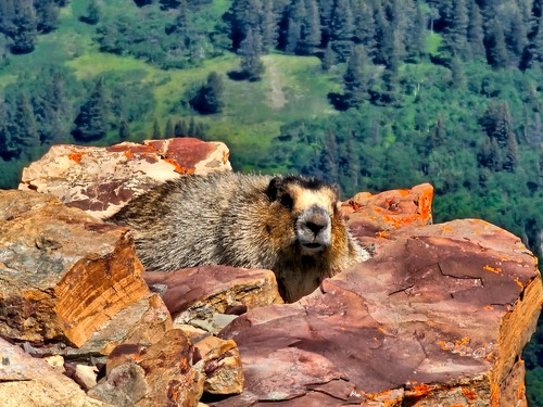 Marmot watching us walking.
