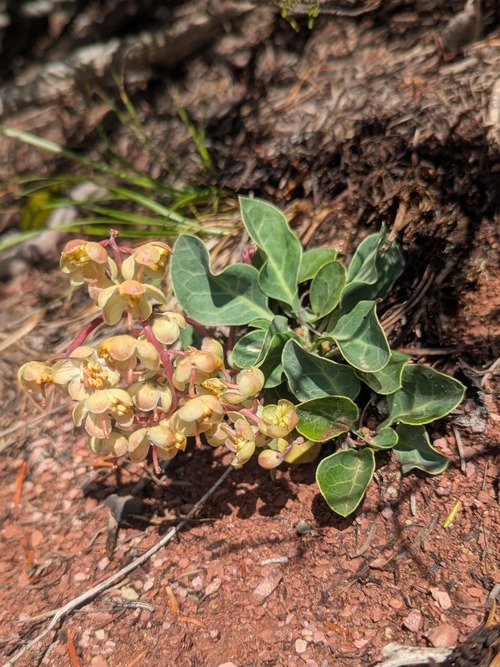 White-veined Wintergreen (Pyrolia picta)