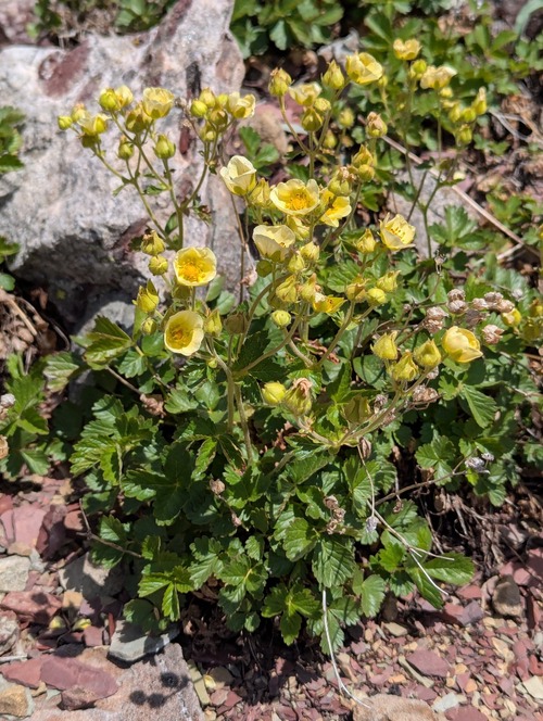 Sticky Cinquefoil (Potentilla glandulosa)