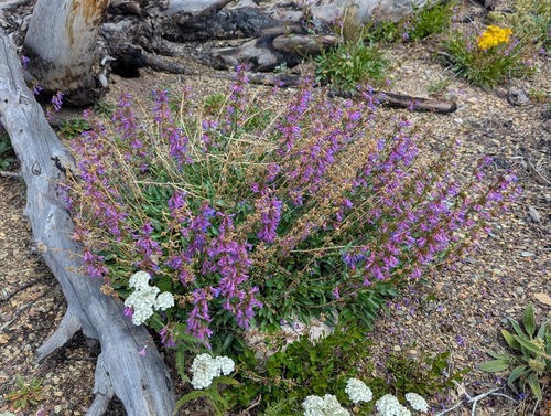 Alberta Penstemon (Penstemon albertinus)