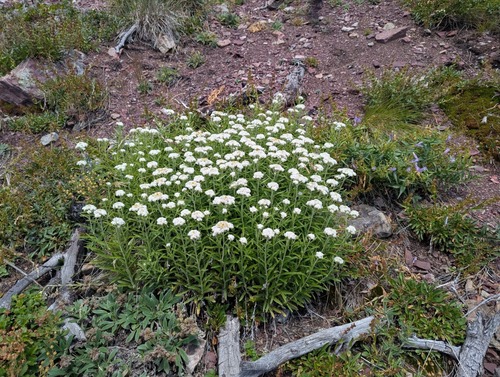 Pearly Everlasting (Anaphalis margaritacea)