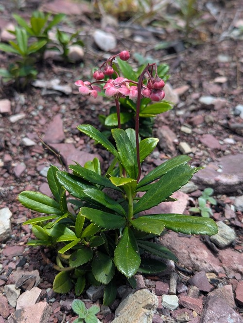 Princes Pine (Chimaphila umbelata)