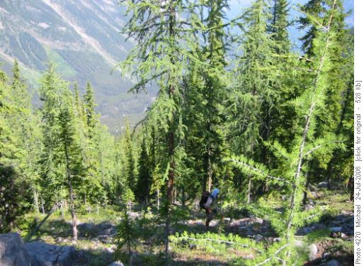 Wally C. bushwacking up near the top of the first slope above Red Earth Creek.