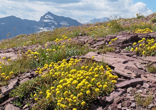 A yellow variety of sulfur buckwheat (I think) found in great clumps on the Carthew Summit ridge.