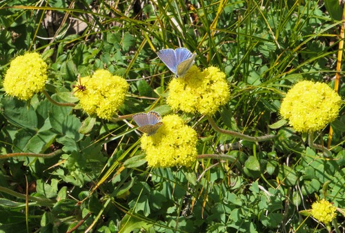Profuse but hard to capture butterflies of many species, on the abundant flowers in the cirque. 