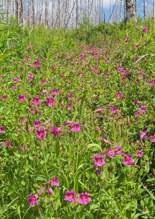 Many ribbons of monkeyflowers following the watercourses along the trail above Cameron Lake.