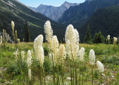Into the beargrass zone following the steep grunt up from the Rowe Lakes junction. 