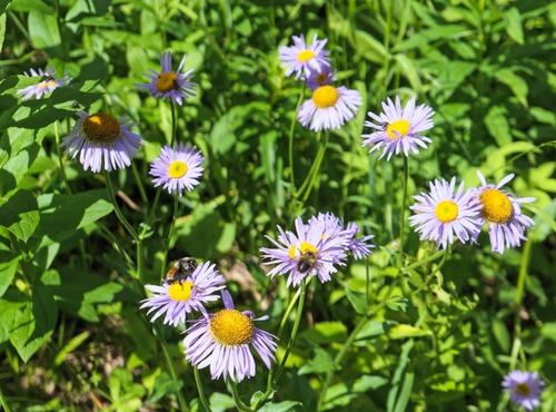 Bees making the most of a treeline flower glade. 