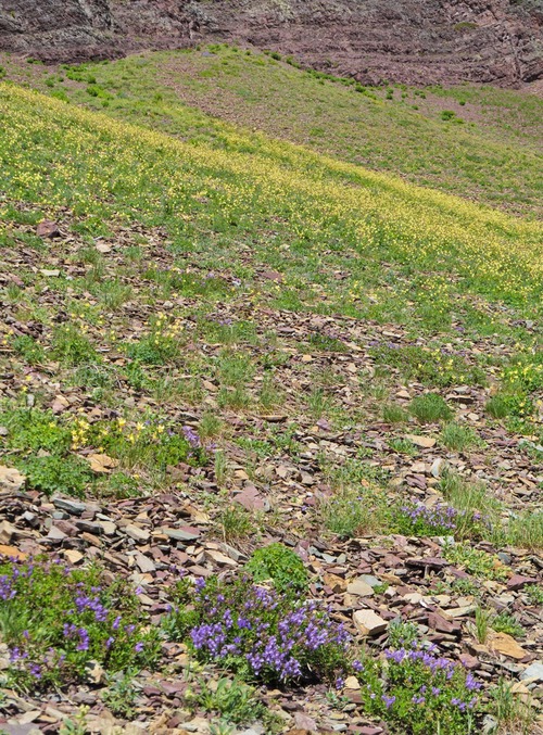Beardtongue and dense patches of Columbine.