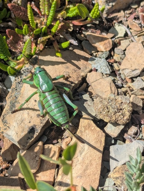 Mormon cricket