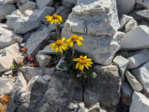 High Alpine Butterweed (Packera countermina)