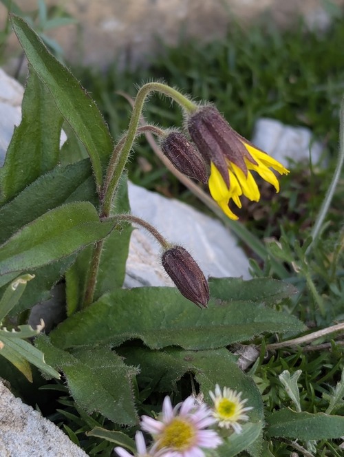 Lake Louise Arnica (Arnica louiseana)