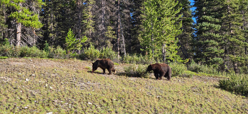 Bears close to Buller parking lot entrance
