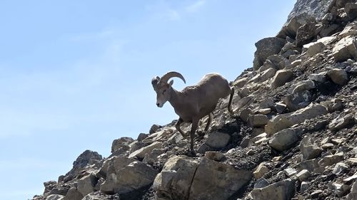 Sheep approaching the first of the group to reach N Buller pass